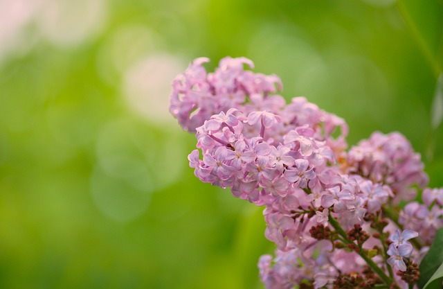 Je droomtuin creëren: Hoe en waar koop je een grote Seringenboom